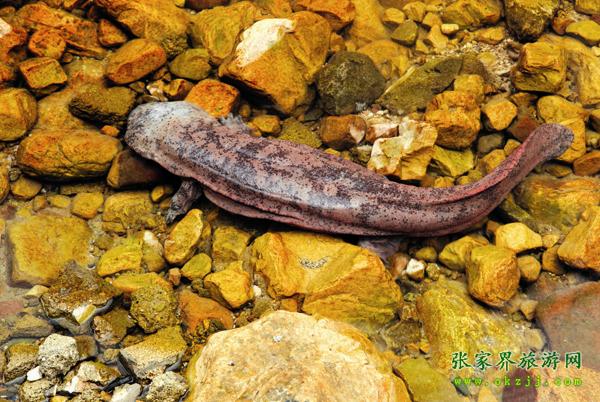 中國大鯢生物科技館